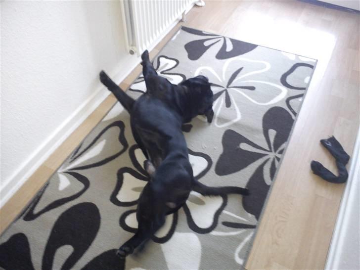 Staffordshire bull terrier Noa billede 13