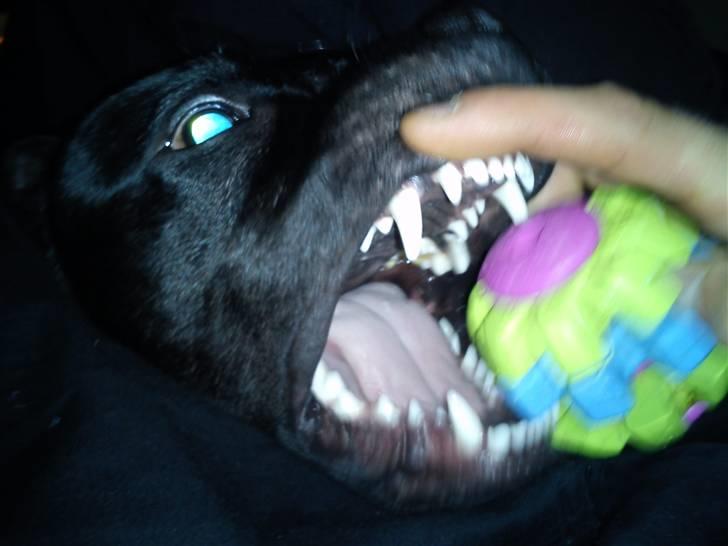 Staffordshire bull terrier Noa billede 14