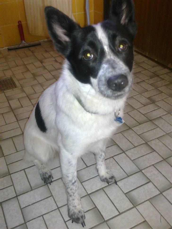 Blanding af racer Kenzo billede 9