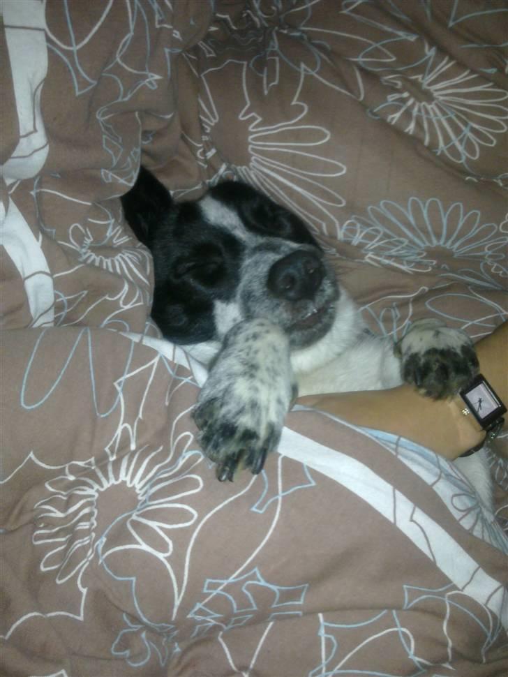 Blanding af racer Kenzo billede 10