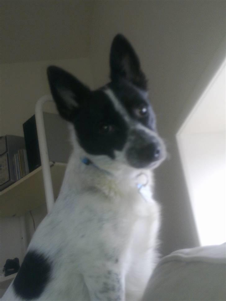 Blanding af racer Kenzo billede 11