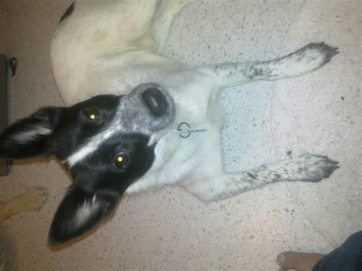 Blanding af racer Kenzo billede 12