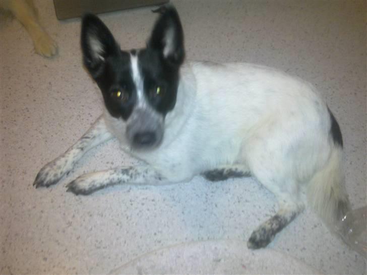 Blanding af racer Kenzo billede 13