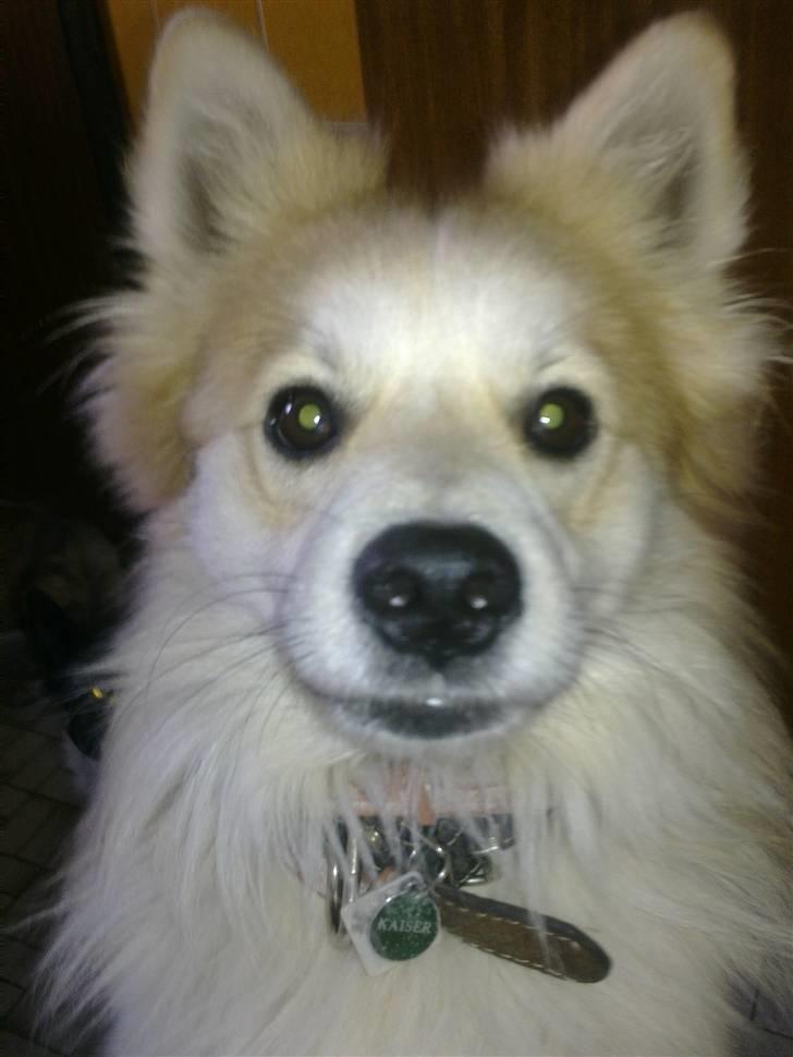 Blanding af racer Kaiser billede 17