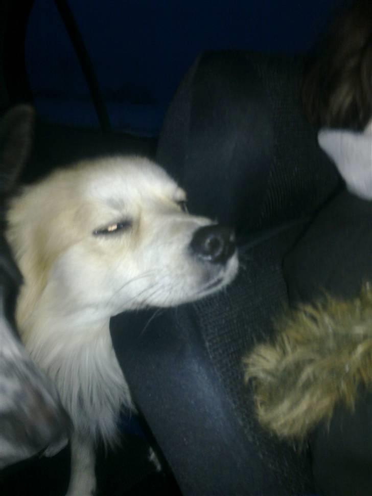 Blanding af racer Kaiser billede 18