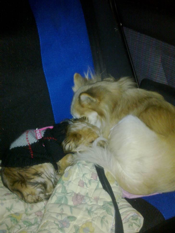 Blanding af racer Kaiser billede 19