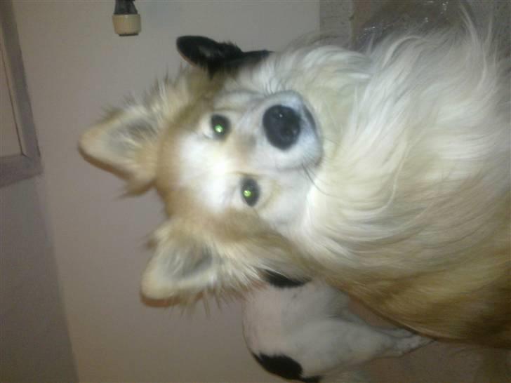 Blanding af racer Kaiser billede 20