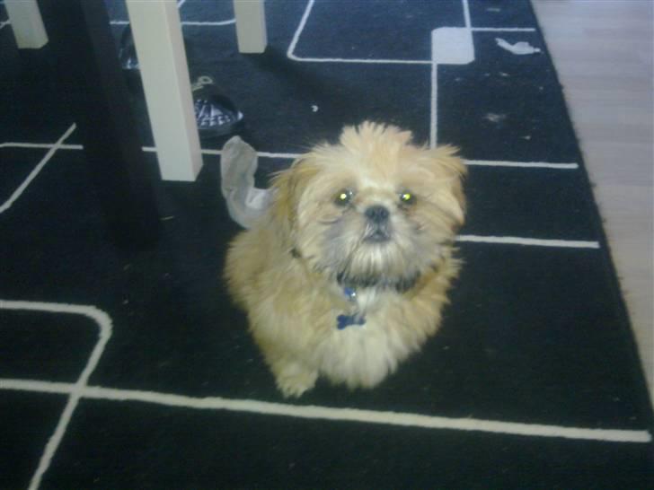 Shih tzu Junior billede 14