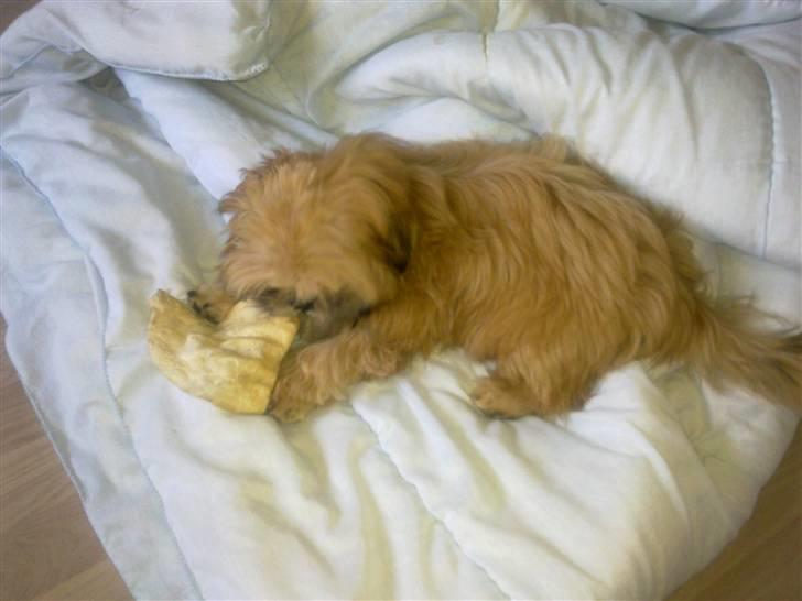 Shih tzu Junior billede 15