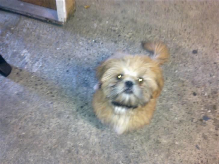 Shih tzu Junior billede 16