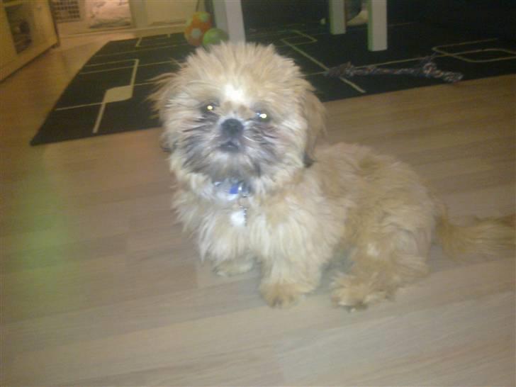 Shih tzu Junior billede 17