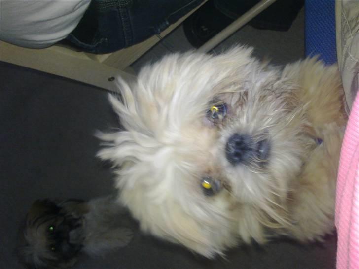 Shih tzu Junior billede 18