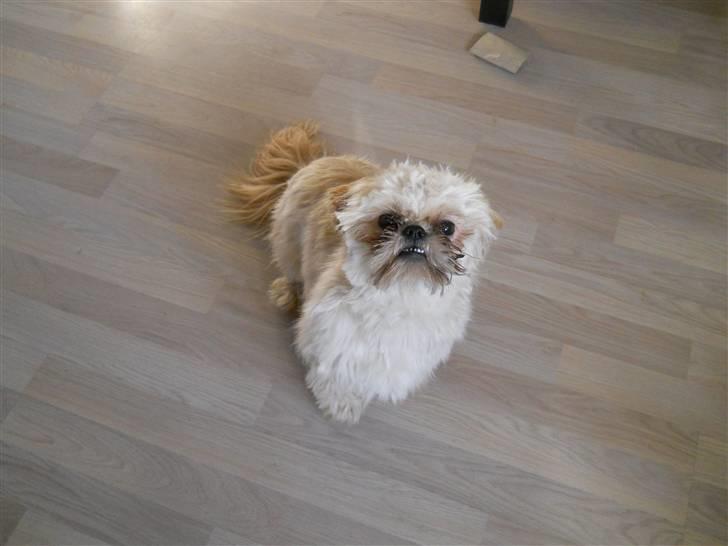 Shih tzu Junior billede 19