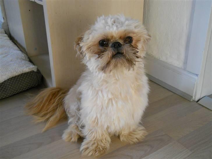 Shih tzu Junior billede 20