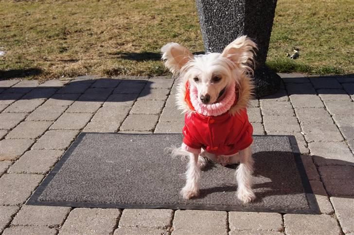 Chinese crested hårløs zaffi billede 1