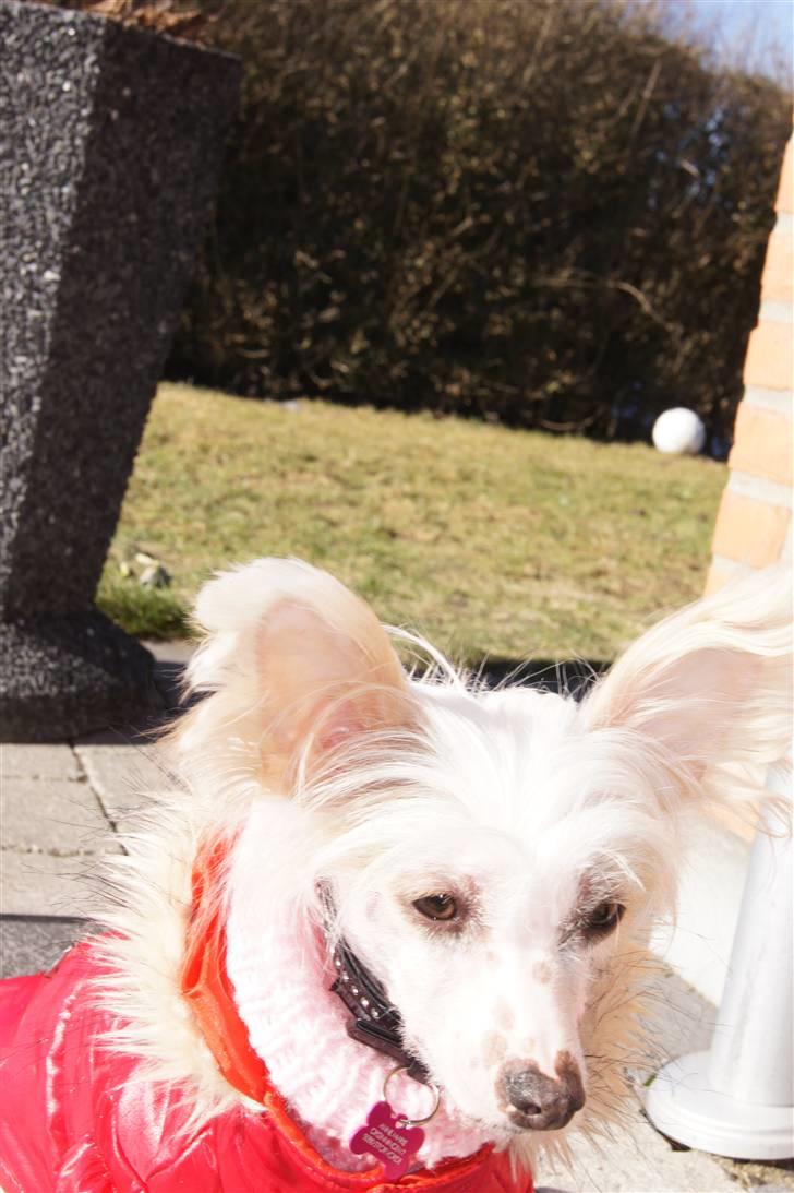 Chinese crested hårløs zaffi billede 2
