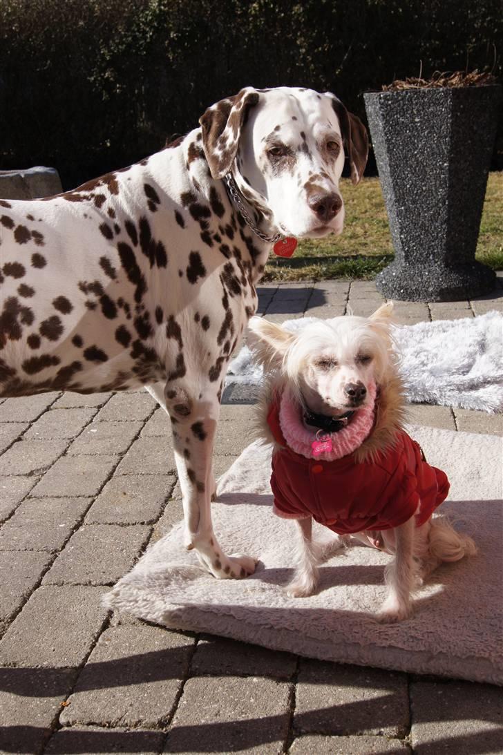 Chinese crested hårløs zaffi billede 3