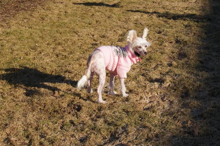Chinese crested hårløs zaffi billede 4