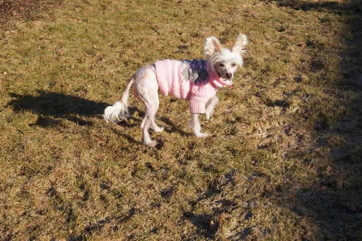 Chinese crested hårløs zaffi billede 5