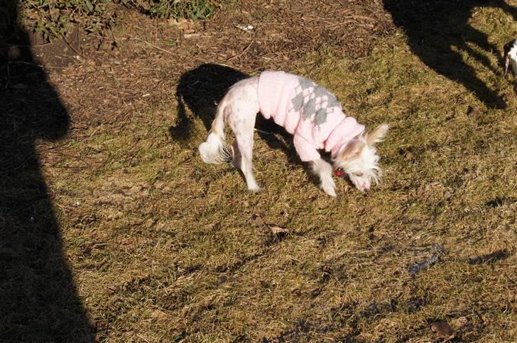 Chinese crested hårløs zaffi billede 6