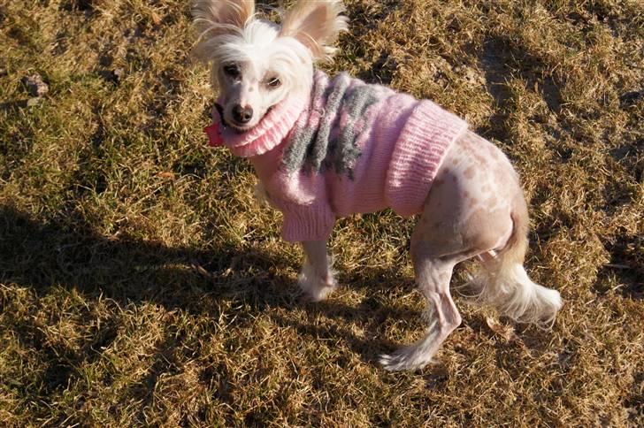 Chinese crested hårløs zaffi billede 7