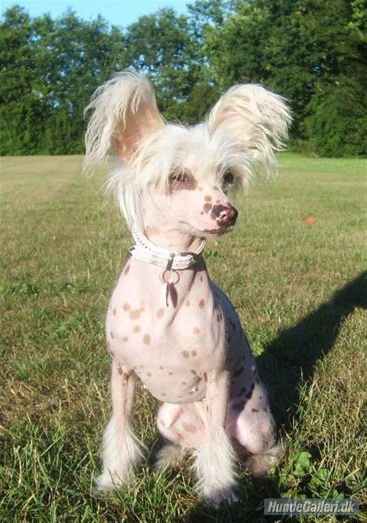 Chinese crested hårløs zaffi billede 8