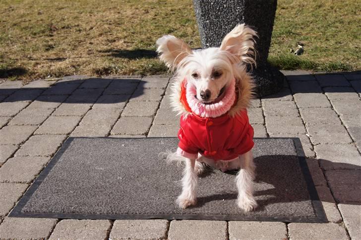 Chinese crested hårløs zaffi billede 9