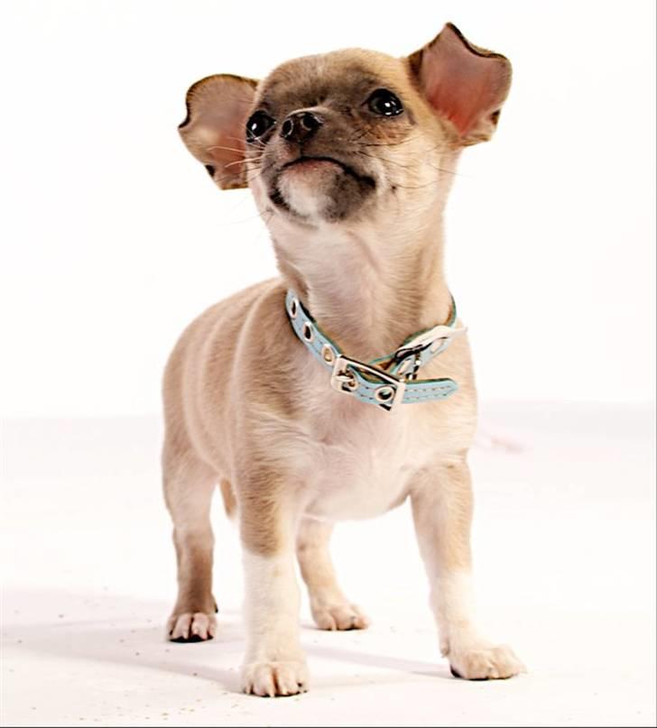 Chihuahua Elvis billede 3