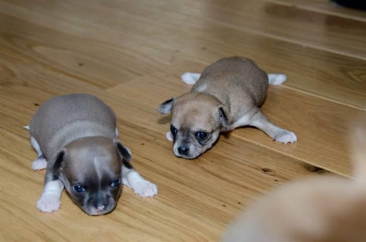 Chihuahua Elvis - da jeg var lille ville jeg være havskildpadde billede 4