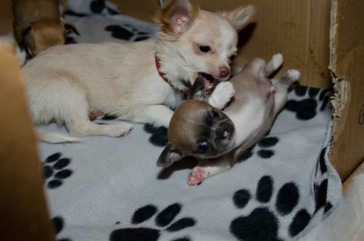 Chihuahua Elvis billede 5