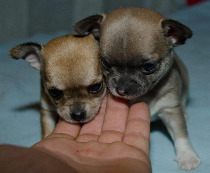 Chihuahua Elvis billede 6