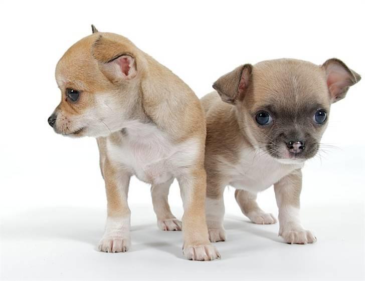 Chihuahua Elvis - hmm det blænder altså billede 7