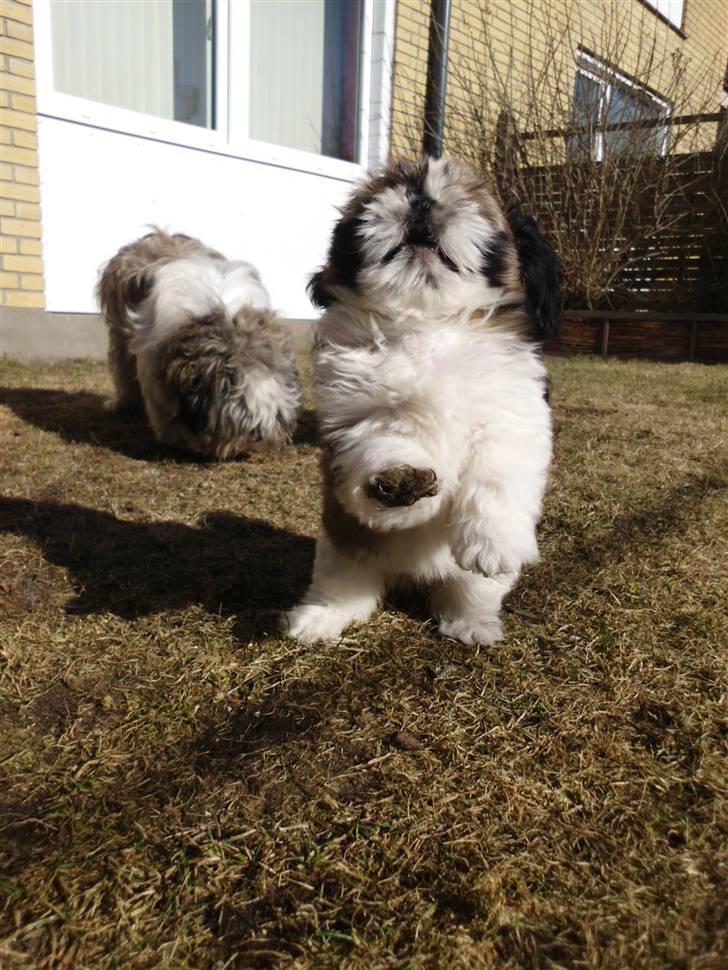 Shih tzu Bea aka Duracell, Bor hos min datter nu billede 11