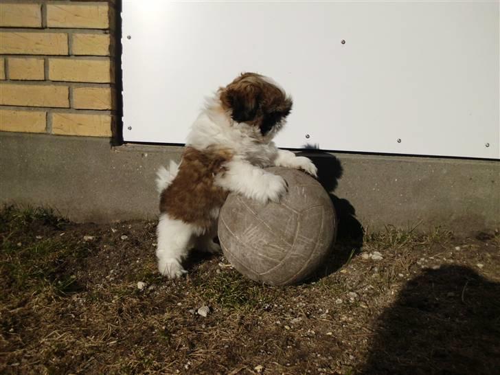 Shih tzu Bea aka Duracell, Bor hos min datter nu billede 12