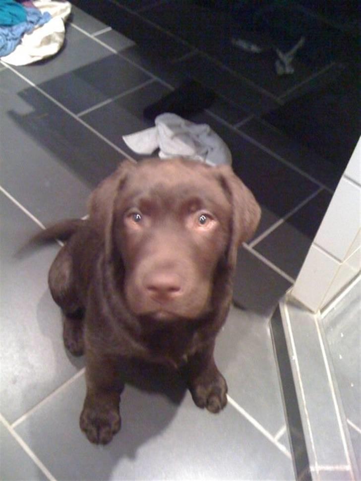 Labrador retriever Tyson billede 8