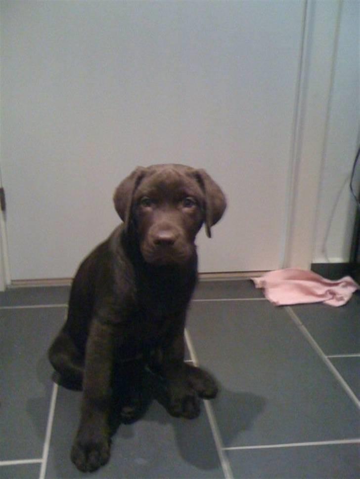 Labrador retriever Tyson billede 9