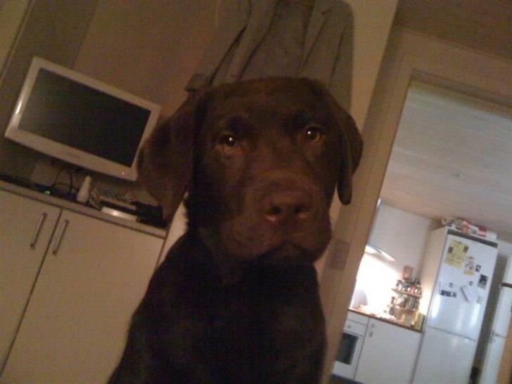 Labrador retriever Tyson billede 10