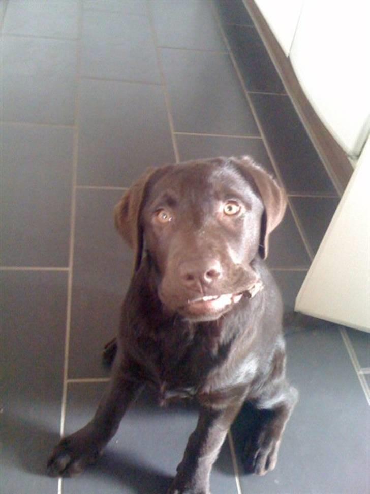 Labrador retriever Tyson - Har jeg noget i mundvigen mor? :) billede 11