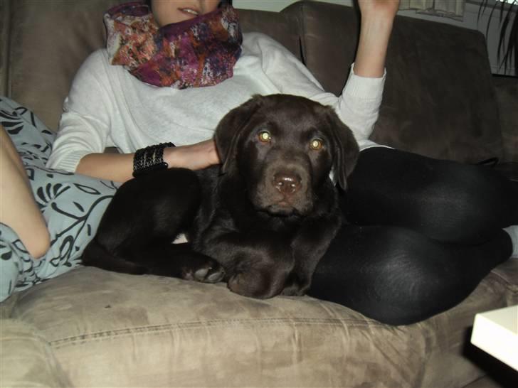 Labrador retriever Tyson - Her kan jeg da godt være :) billede 12