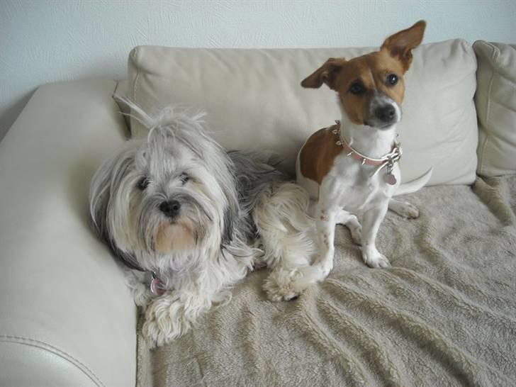 Lhasa apso Tutsie billede 12