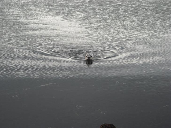 Lhasa apso Tutsie billede 13