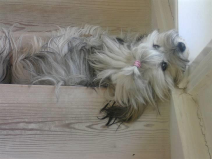 Lhasa apso Tutsie billede 14