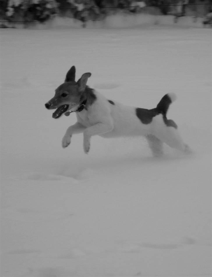 Jack russell terrier Ti-amo billede 7