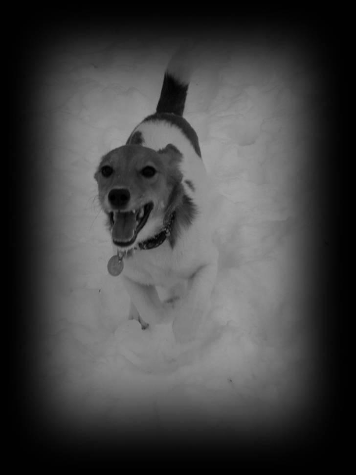 Jack russell terrier Ti-amo billede 8