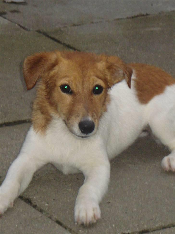 Jack russell terrier Ti-amo billede 9