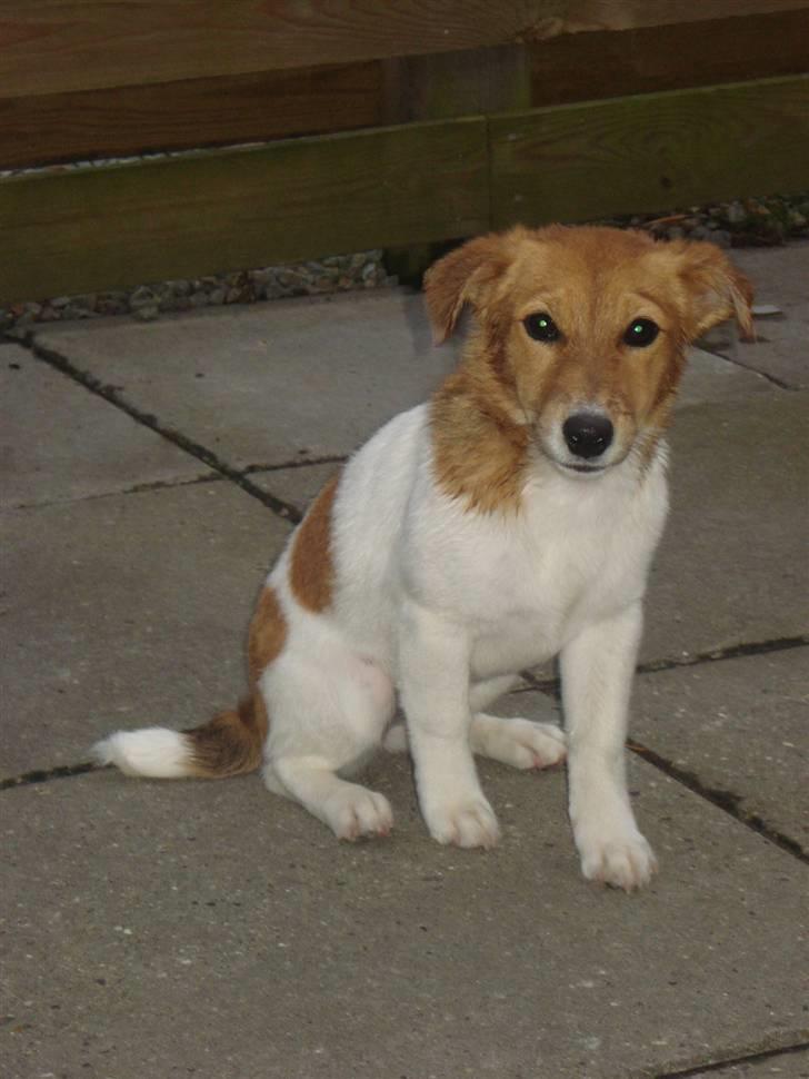 Jack russell terrier Ti-amo billede 10