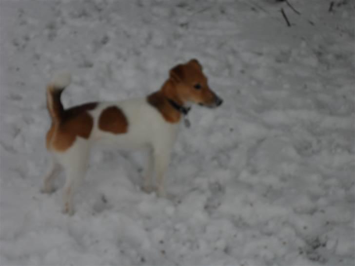 Jack russell terrier Ti-amo billede 11
