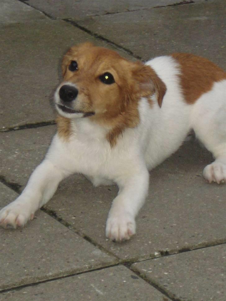 Jack russell terrier Ti-amo billede 12