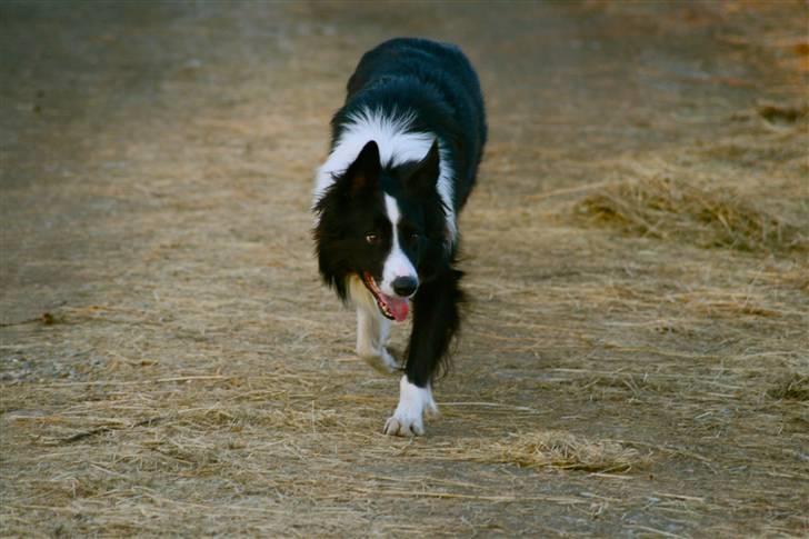 Border collie Luske (tidligere Lucca) billede 15