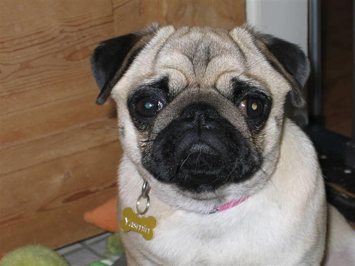 Mops Yasmin billede 10